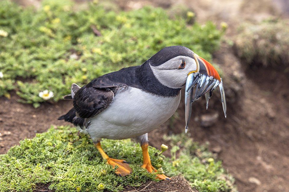 Atlantic Puffin