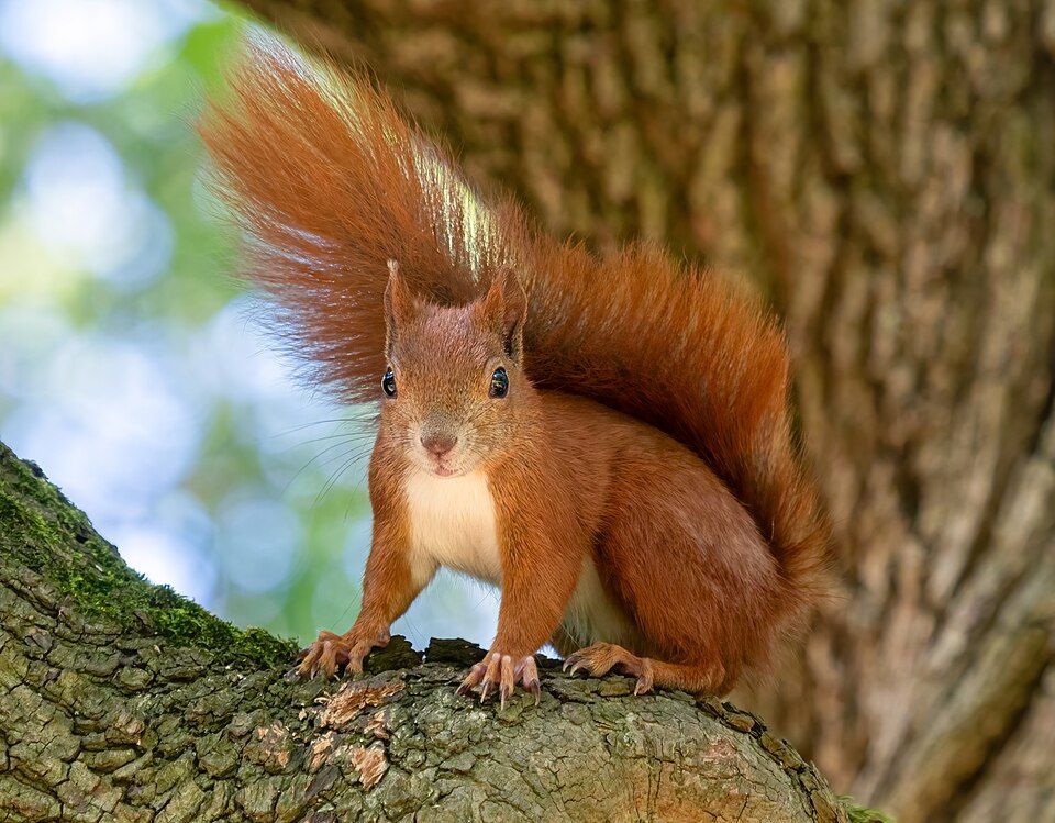 Red Squirrel